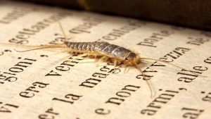 eliminare insecte din casa