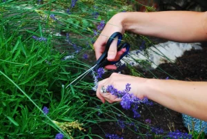 lavanda
