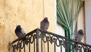 porumbei pe balcon